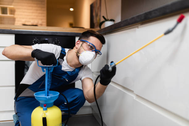 Best Flea Control Services  in Limesa, CA