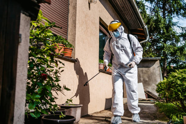 Best Flea Control Services  in Limesa, CA
